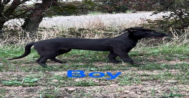 Lurcher dogs - Advert 3