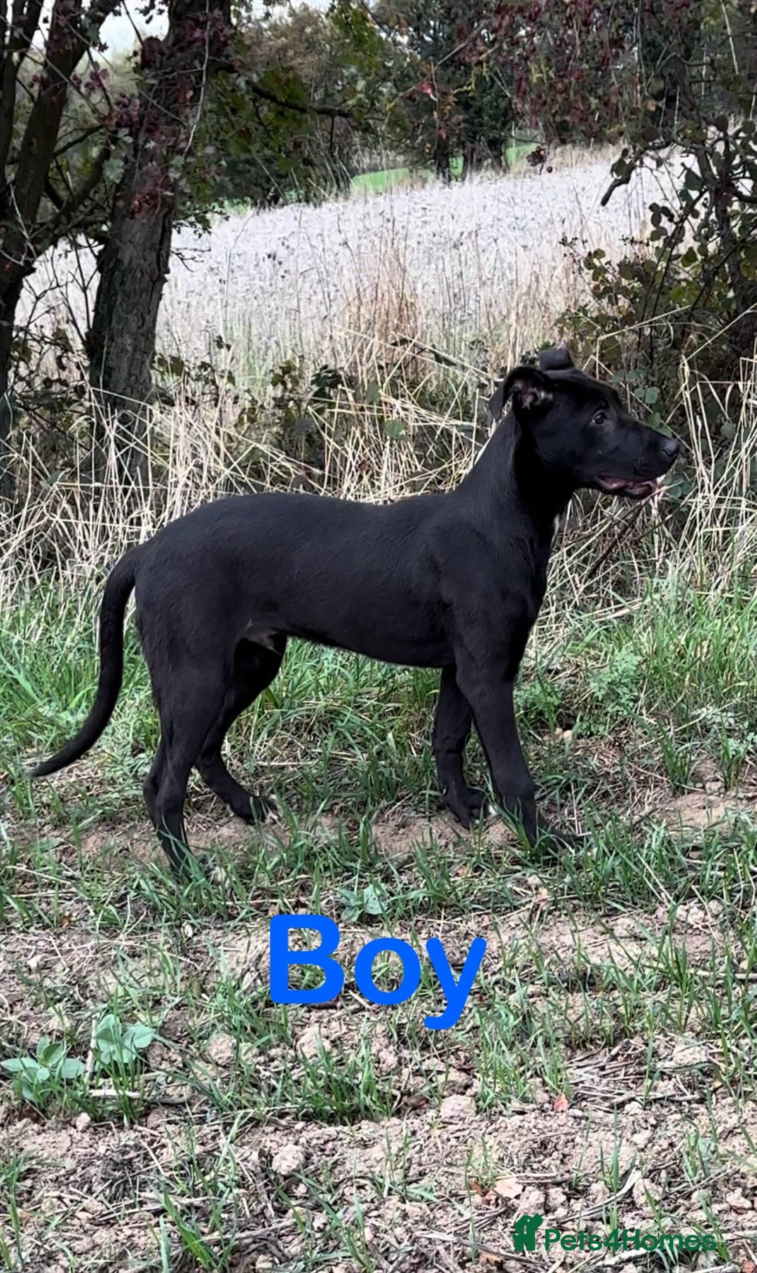 Lurcher dogs for sale: Bull x lurcher pups for sale - Image 3