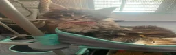 Maine Coon cats for sale: **PURE Maine Coon Kittens** 1 Boy / 3 Girls - Advert 12
