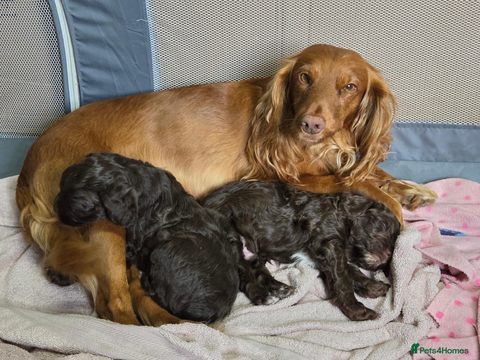 Cockapoo dogs Beautiful cockapoo puppies   - Advert 7