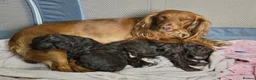 Cockapoo dogs for sale: Beautiful cockapoo puppies   - Advert 1