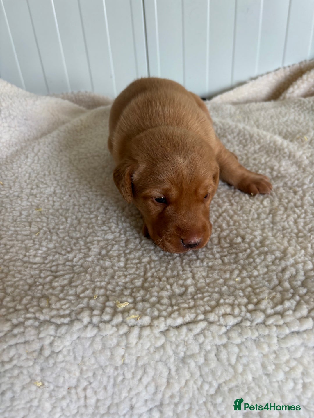Labrador Retriever dogs for sale: QUALITY LABRADOR PUPPIES  - Image 6