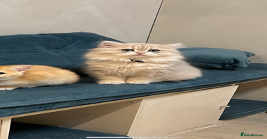 British Longhair cats - Advert 12