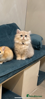 British Longhair cats - Advert 5