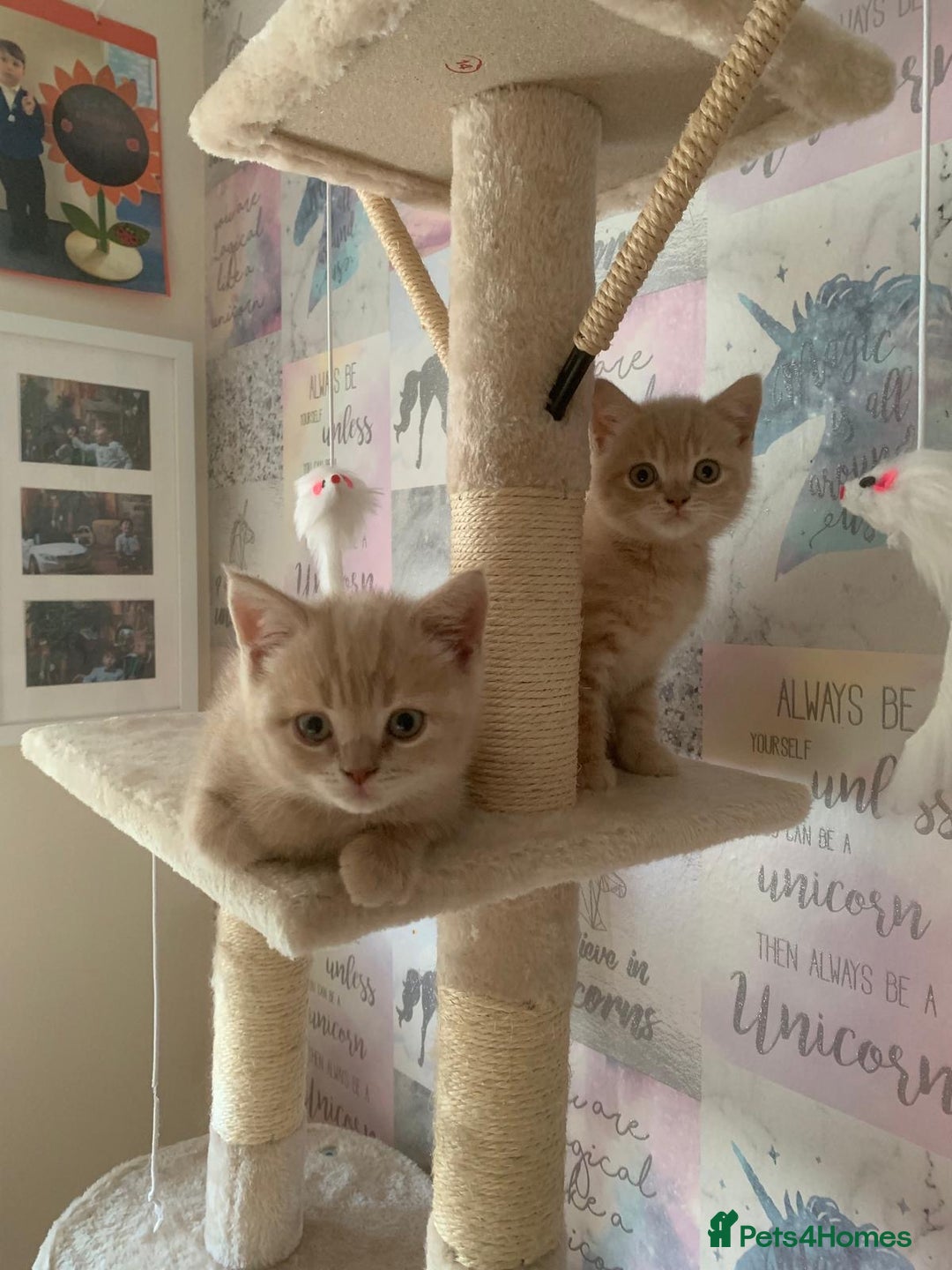 British Shorthair cats for sale: British Shorthair Kittens for Sale - Advert 3