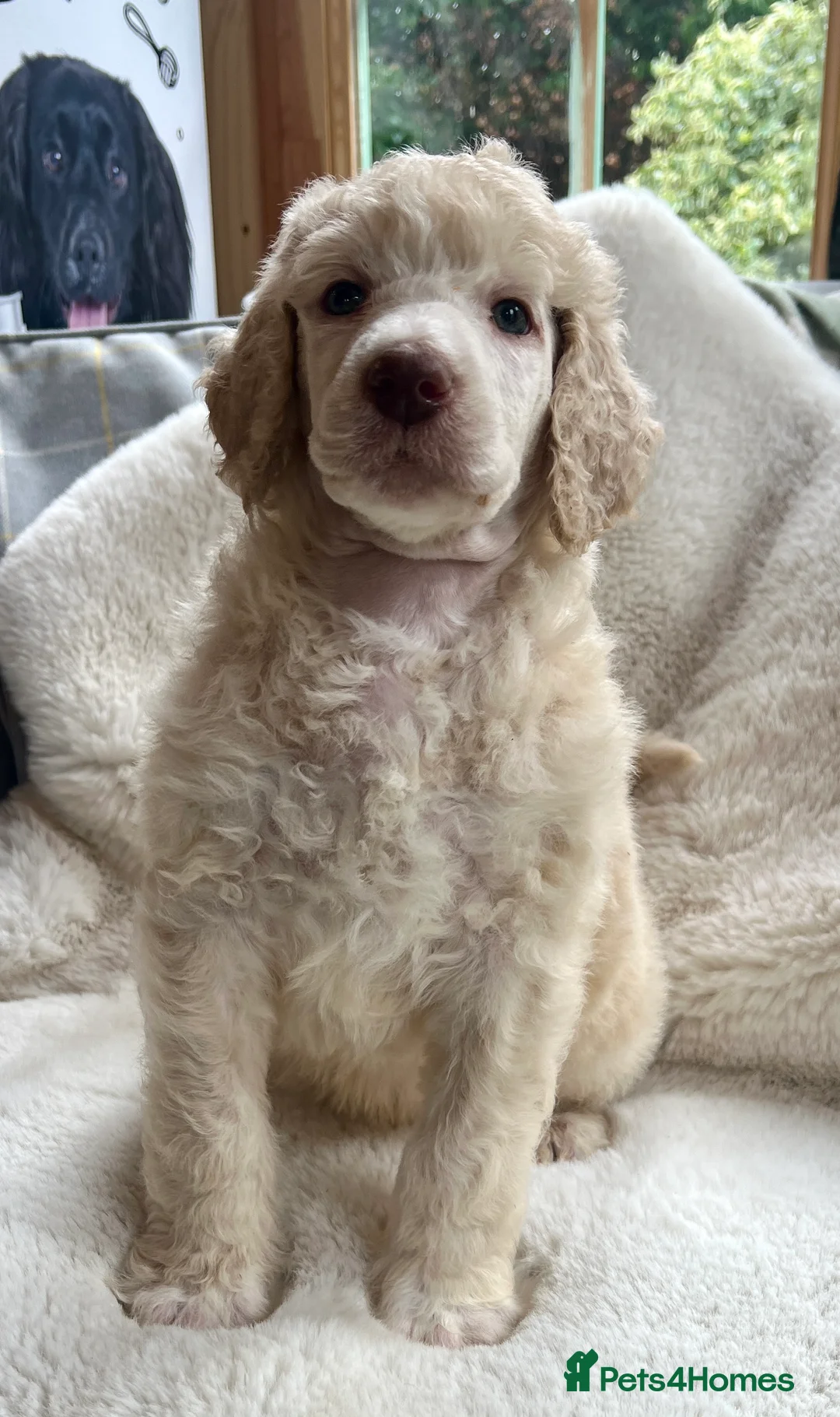 Standard Poodle dogs for sale: Stunning KC reg standard poodles  - Advert 5