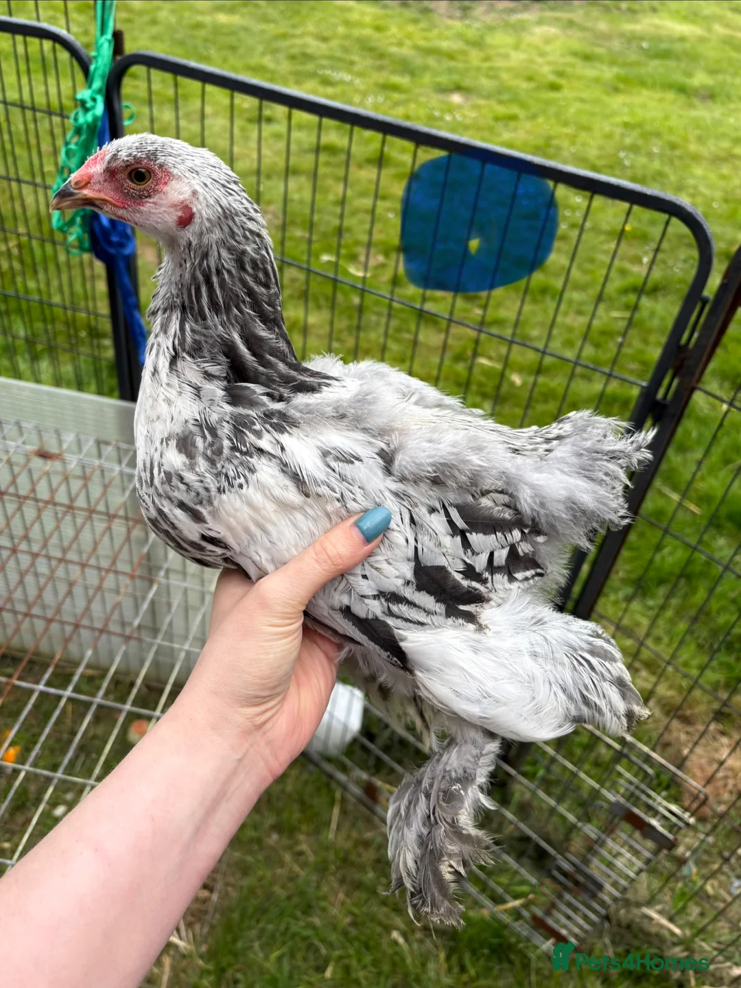 Chickens poultry for sale: Large Fowl Brahma Cockerels Mixed Colours - Advert 1