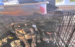 Mixed Breed dogs for sale: 5 month old cross - Image 1