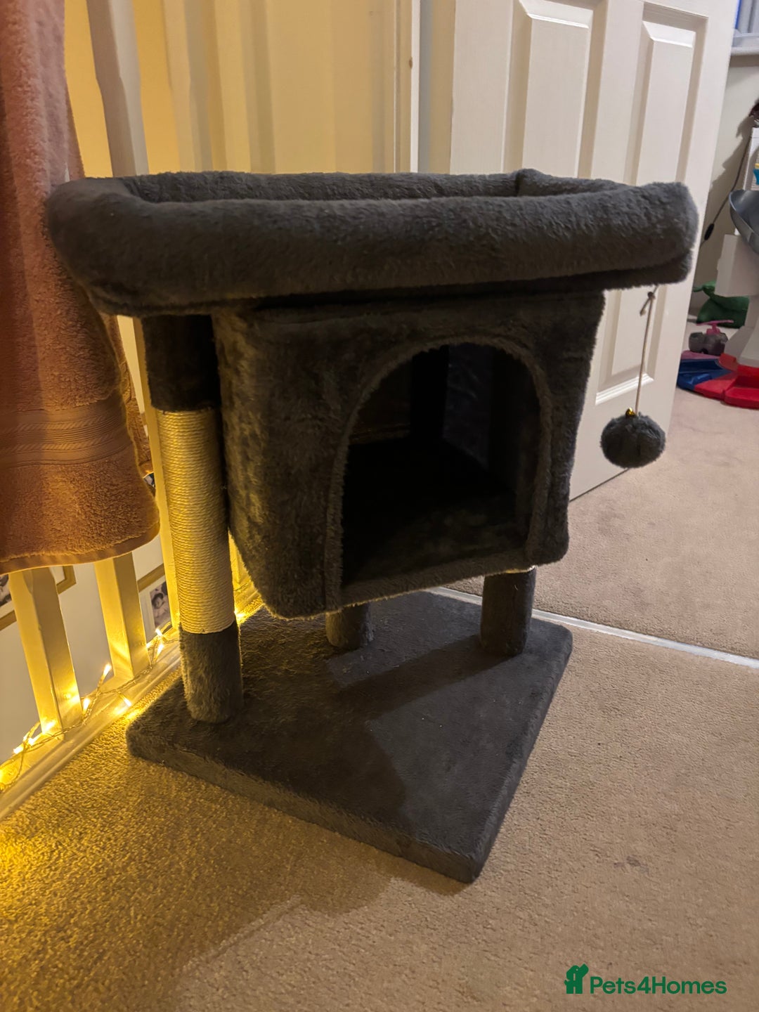 Mixed Breed cats for sale: Gorgeous green eyed 7 month old tabby kitten  - Advert 9