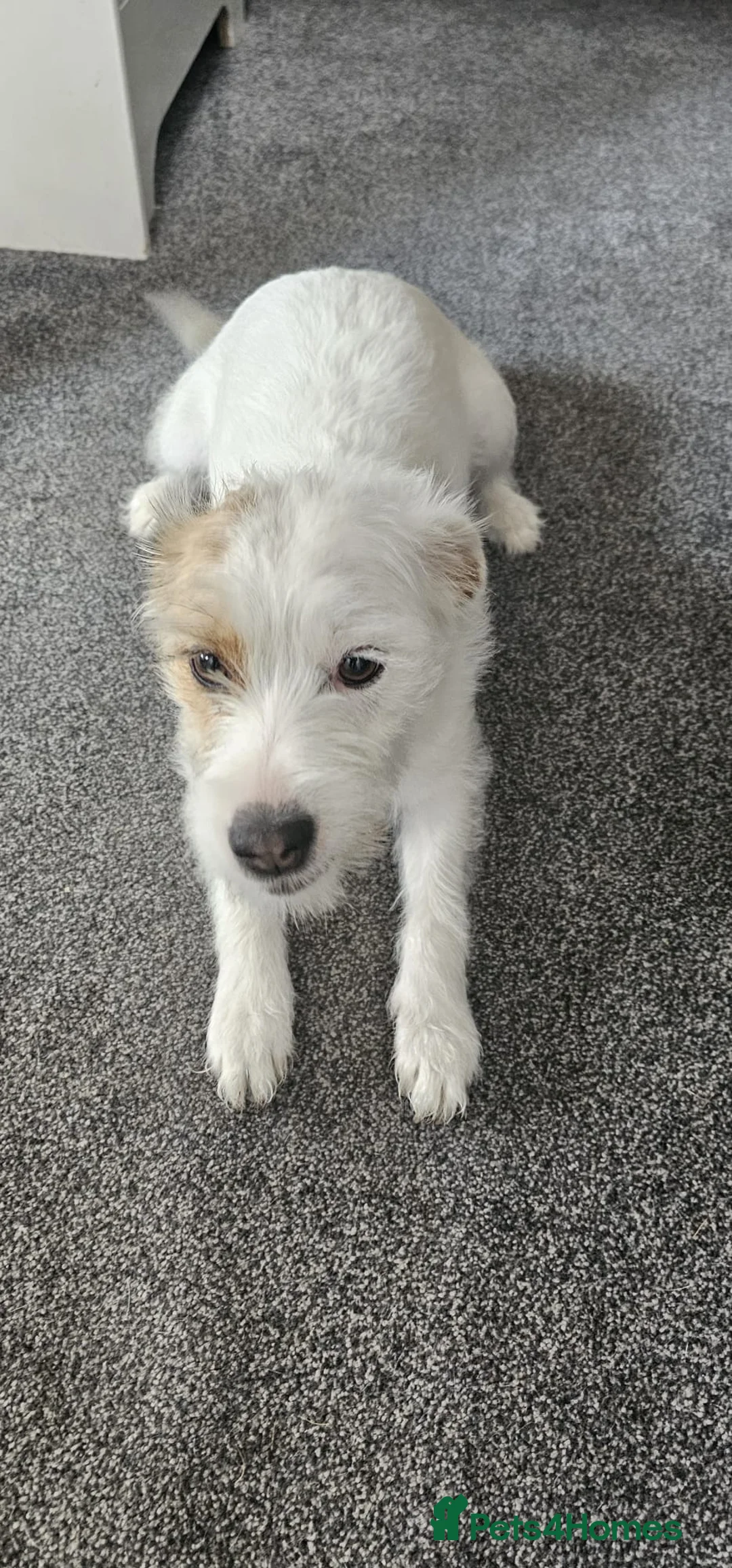 Mixed Breed dogs for sale: Layla - Advert 1