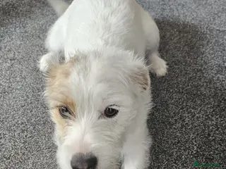 Mixed Breed dogs Layla - Advert 1