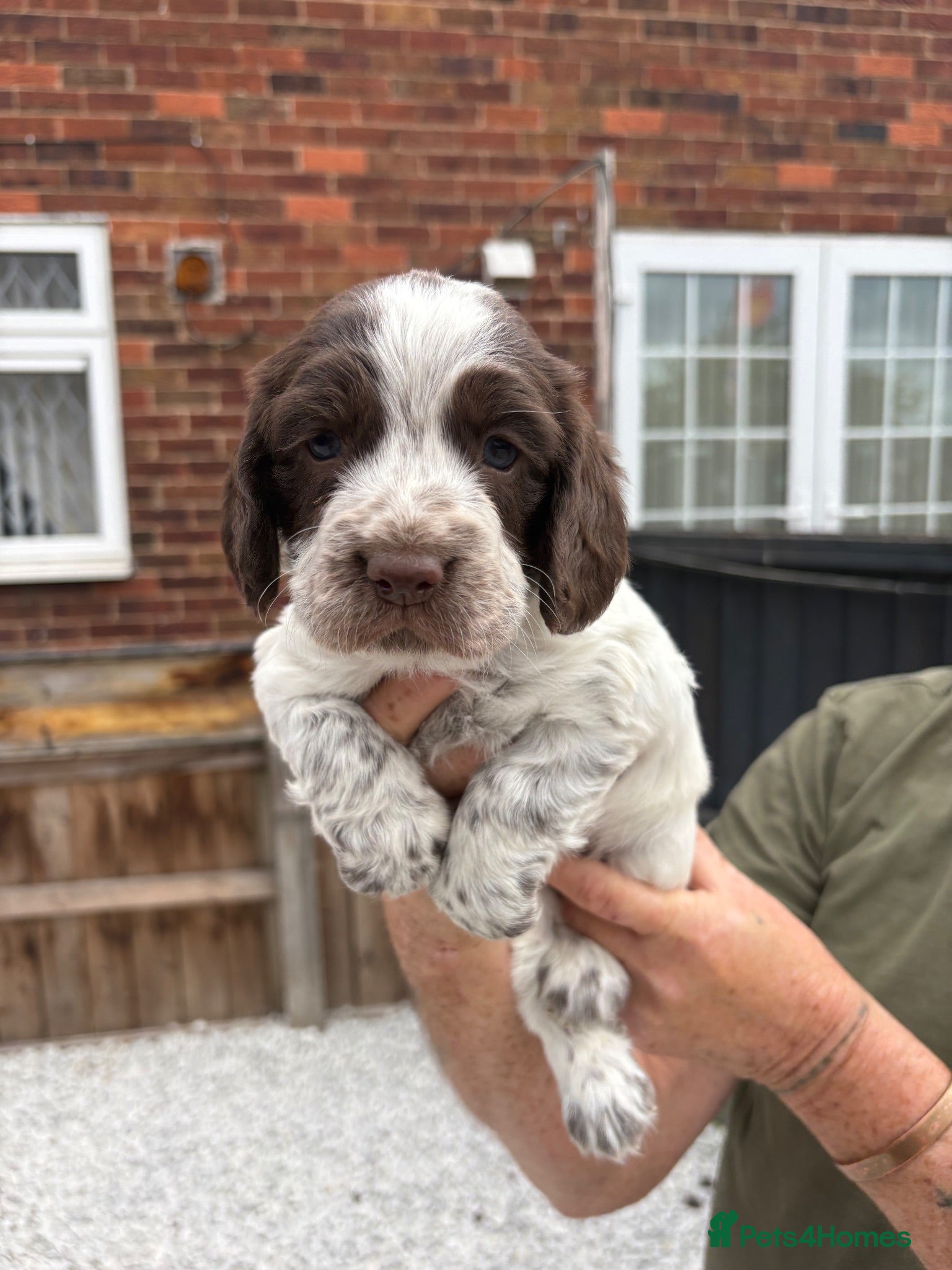 Sprocker dogs Sprocker Pups - Advert 8