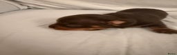 Dachshund dogs for sale: Miniature Dachshund puppies for sale - Advert 14