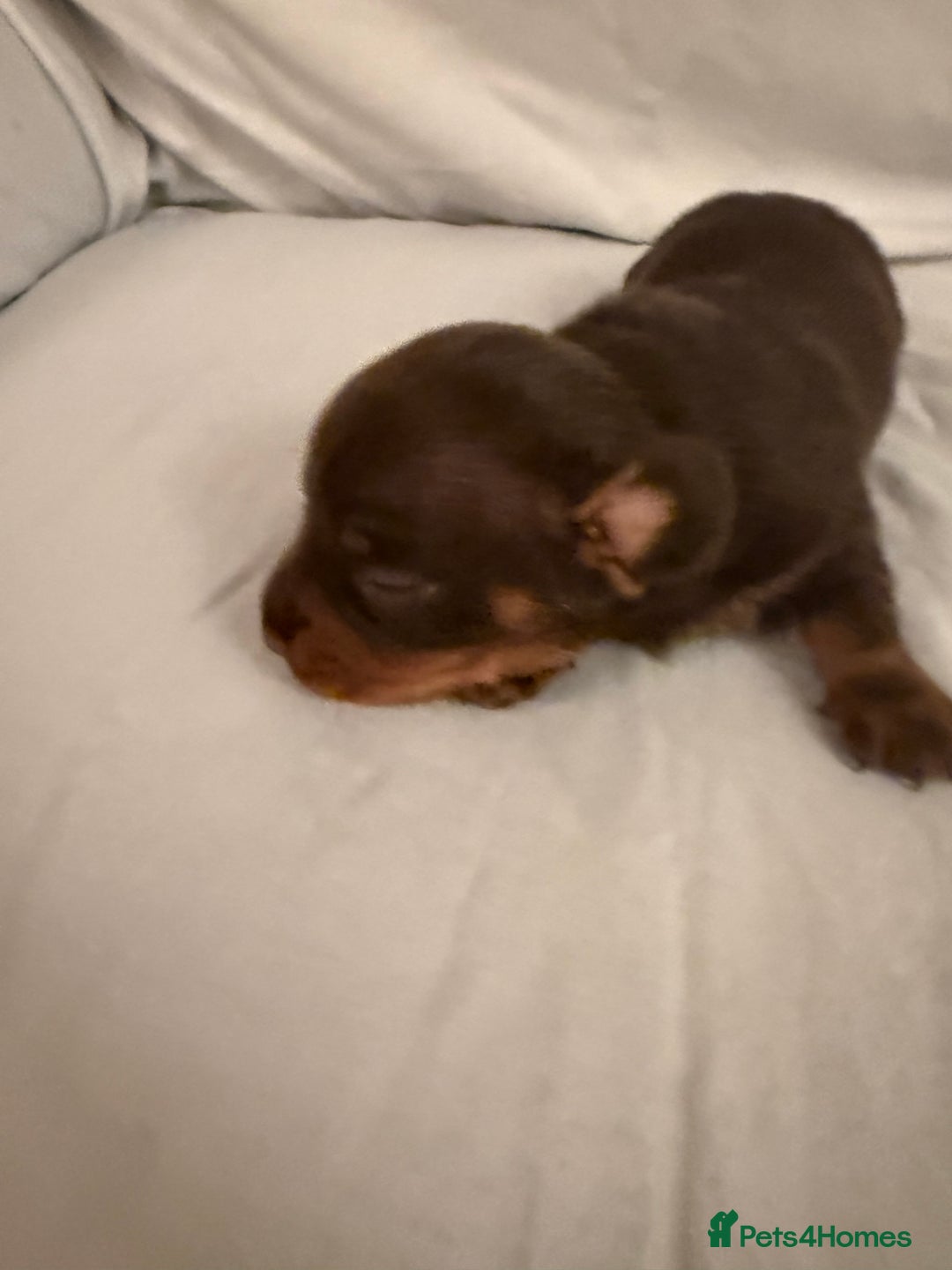 Dachshund dogs for sale: Miniature Dachshund puppies for sale - Advert 14