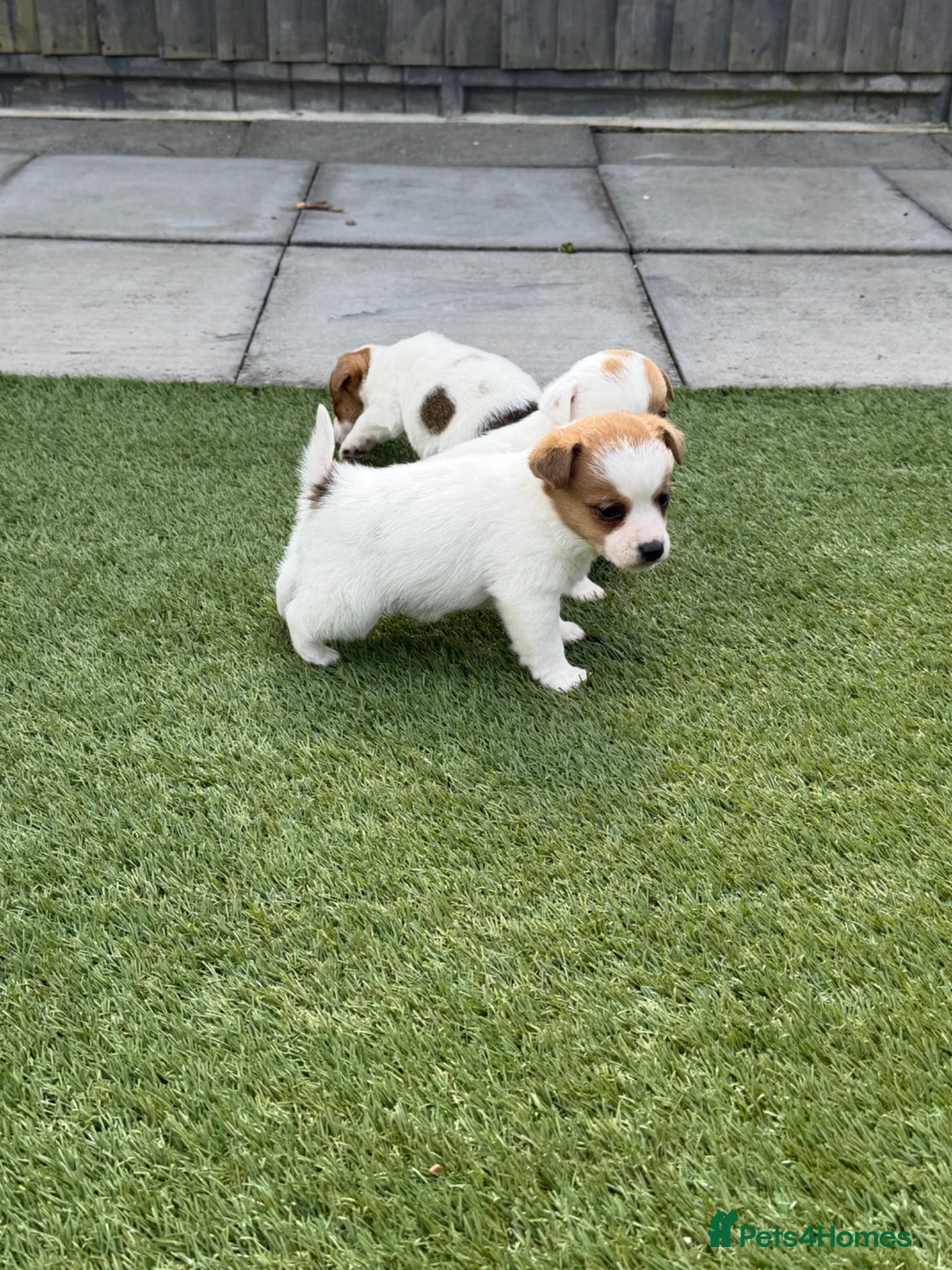Jack Russell dogs for sale: Jack russel - Advert 1