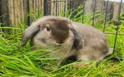 Mini Lop rabbits for sale: Mini lop  - Image 1