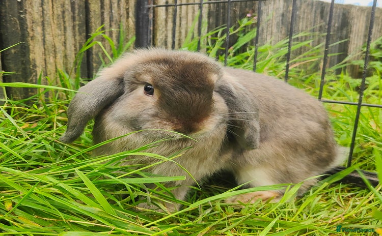 Mini Lop rabbits - Advert 1