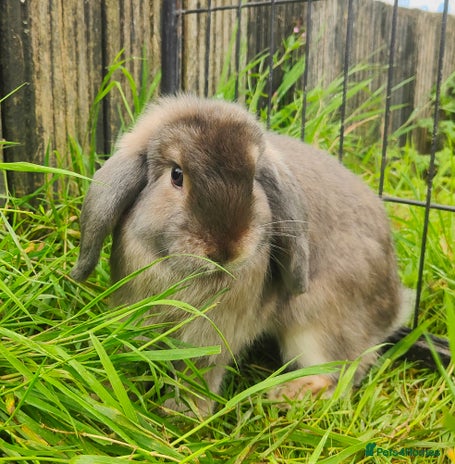 Mini Lop rabbits - Advert 3