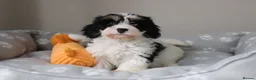 Cavapoo dogs for sale: Beautiful Cavapoo Puppies  - Advert 2
