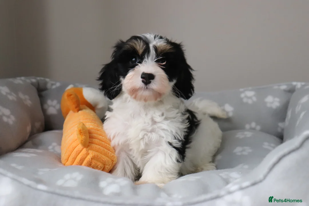 Cavapoo dogs for sale: Beautiful Cavapoo Puppies  - Advert 2