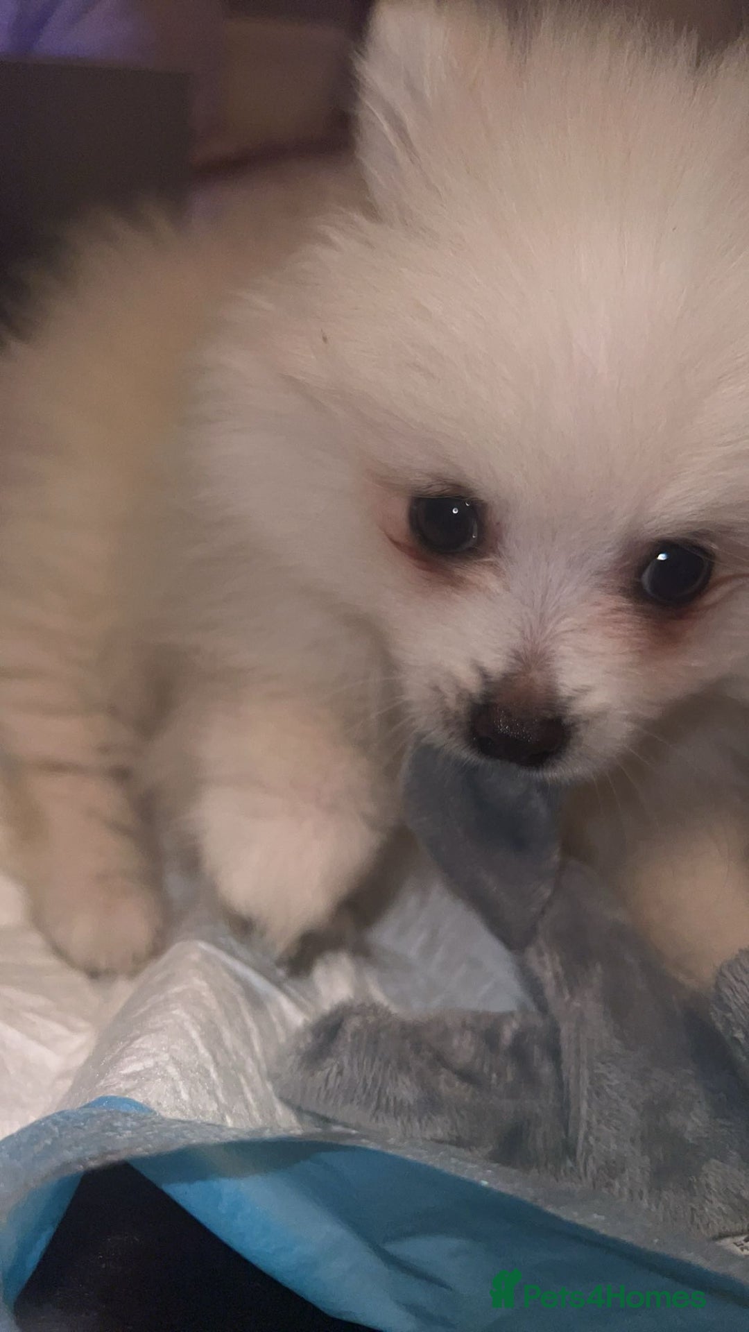 Pomeranian dogs for sale: Little Pomeranian boy puppy - Advert 2