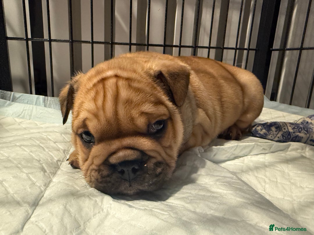 English Bulldog dogs for sale: Traditional English Bulldog Puppies  - Image 21