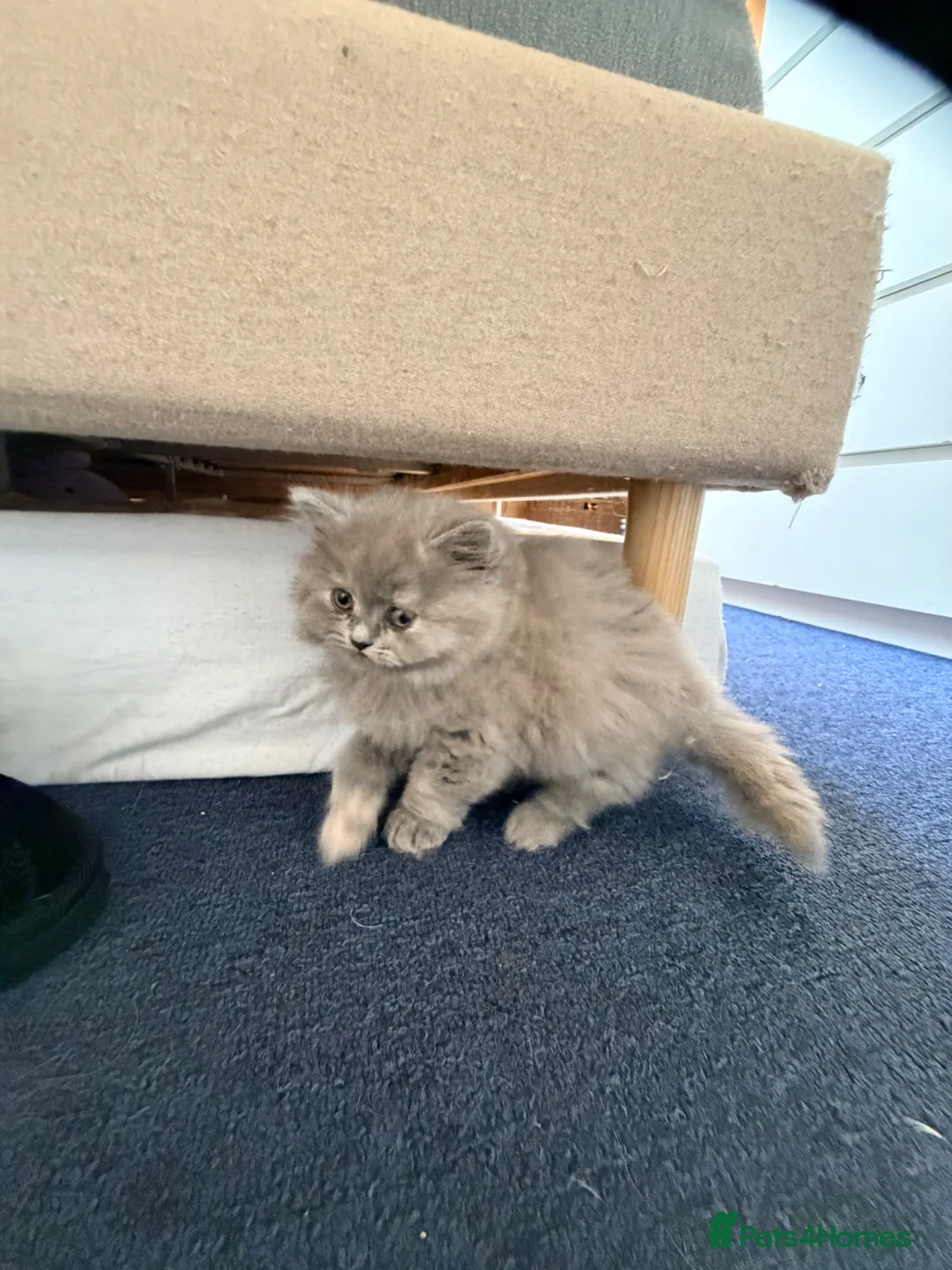 Mixed Breed cats for sale: 3 quarter mix British shorthair.  in London - Advert 3
