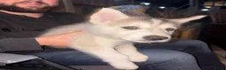 Utonagan dogs for sale: READY TO LEAVE. 3 stunning husky/malamute puppies - Advert 32