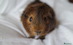 Guinea Pig rodents for sale: Pair of Baby Brothers | Guinea Pigs  - Image 1