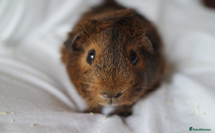 Guinea Pig rodents - Advert 1