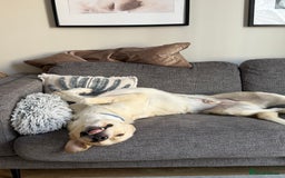 Labrador Retriever dogs for sale: Labrador Looking for His Forever Home - Image 14