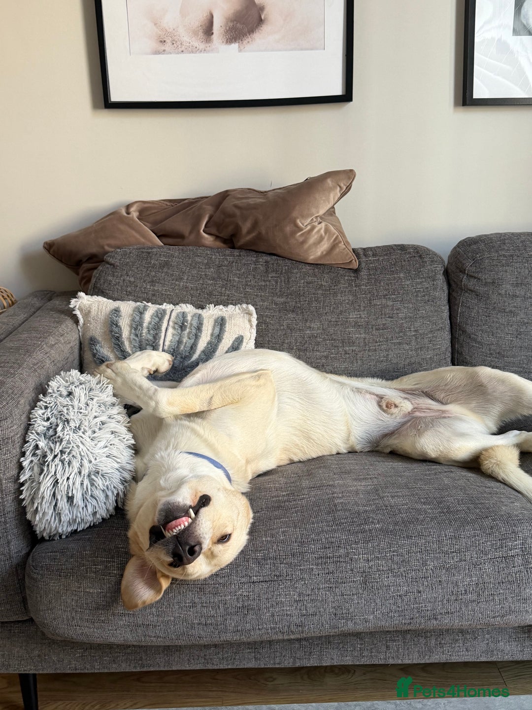 Labrador Retriever dogs for sale: Labrador Looking for His Forever Home - Image 14