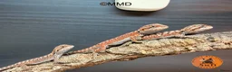 Bearded Dragon reptiles for sale: Stunning baby bearded dragons ready to go!  - Advert 8