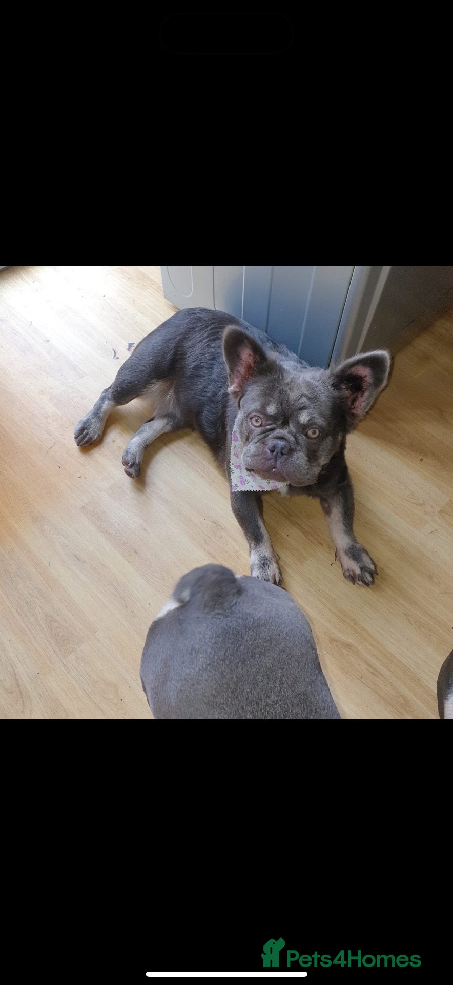 French Bulldog dogs French bulldogs  - Advert 1