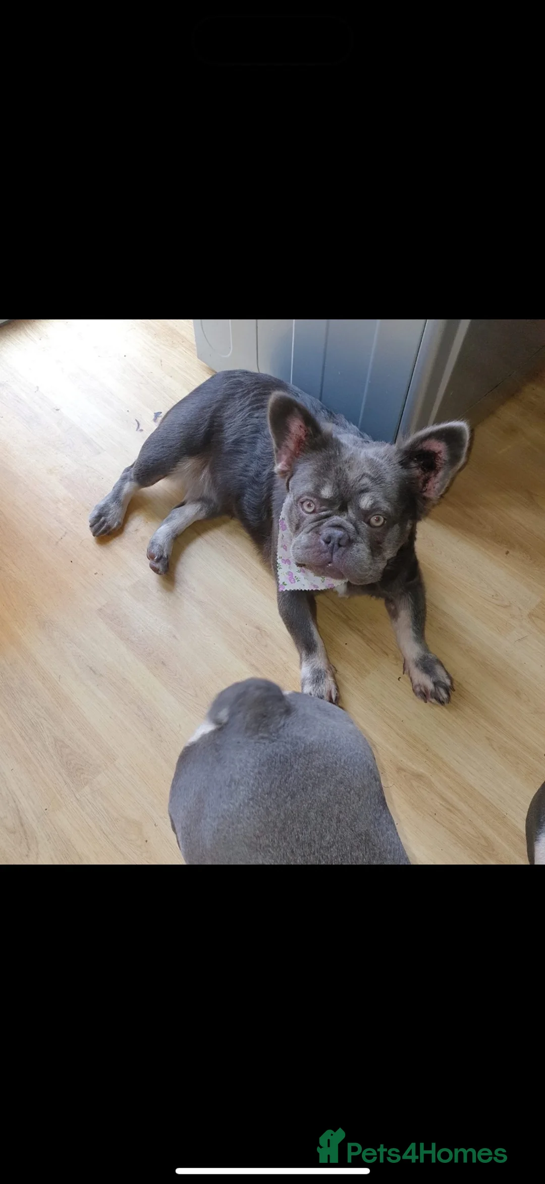 French Bulldog dogs for sale: French bulldogs  - Advert 1