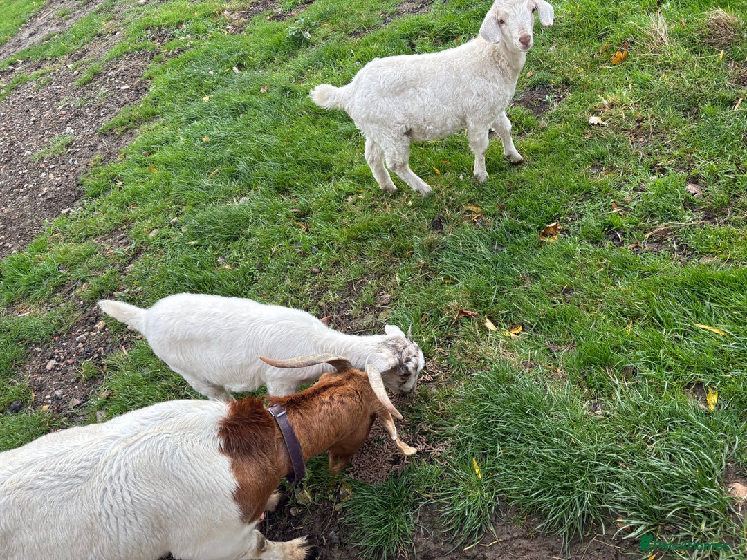 Goats livestock for sale: Male castrated goat - Image 1