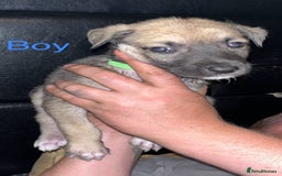 Mixed Breed dogs for sale: Akita x lurcher  - Image 5
