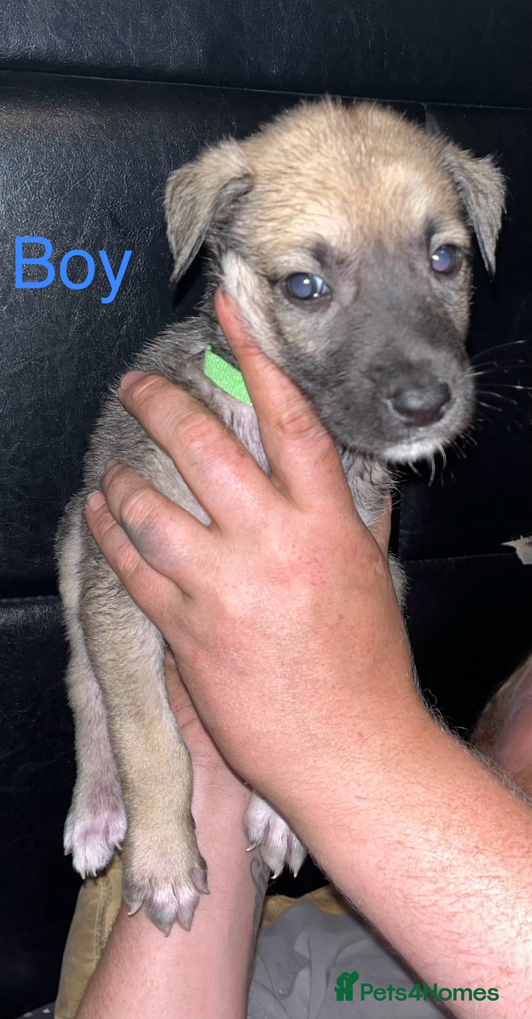 Mixed Breed dogs for sale: Akita x lurcher  - Image 5