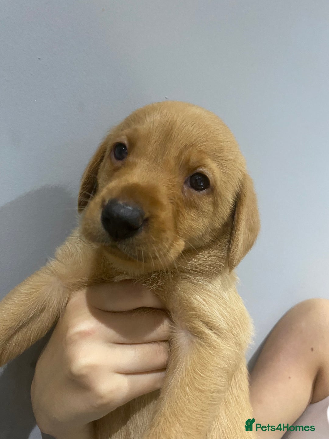 Labrador Retriever dogs for sale: KC Fox Red Labradors  - Image 8