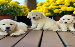 Golden Retriever dogs for sale: BEAUTIFUL ENGLISH CREAM GOLDEN RETRIEVER PUPPIES - Image 2