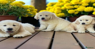 Golden Retriever dogs - Advert 2