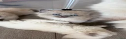 Ragdoll cats for sale: Stunning ragdoll kittens - Advert 7