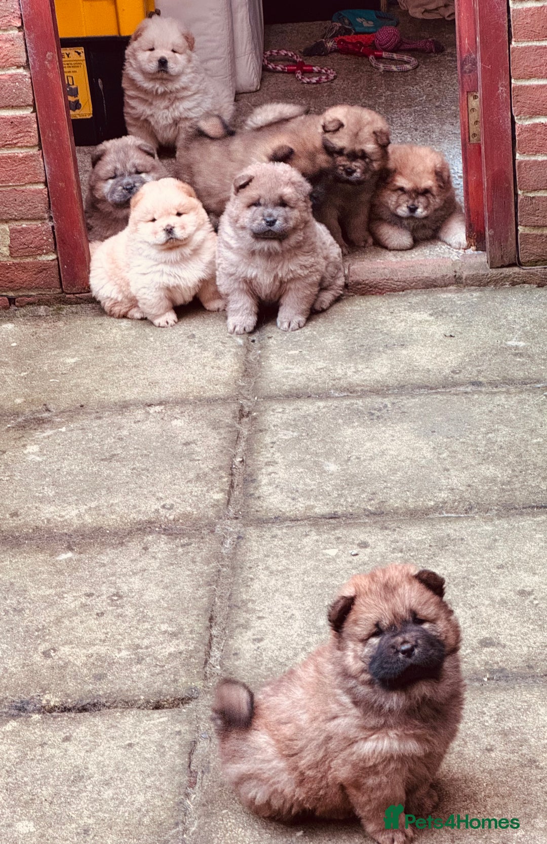 Chow Chow dogs for sale: Gorgeous Chow Chow Puppies Raised in a loving Home - Advert 20