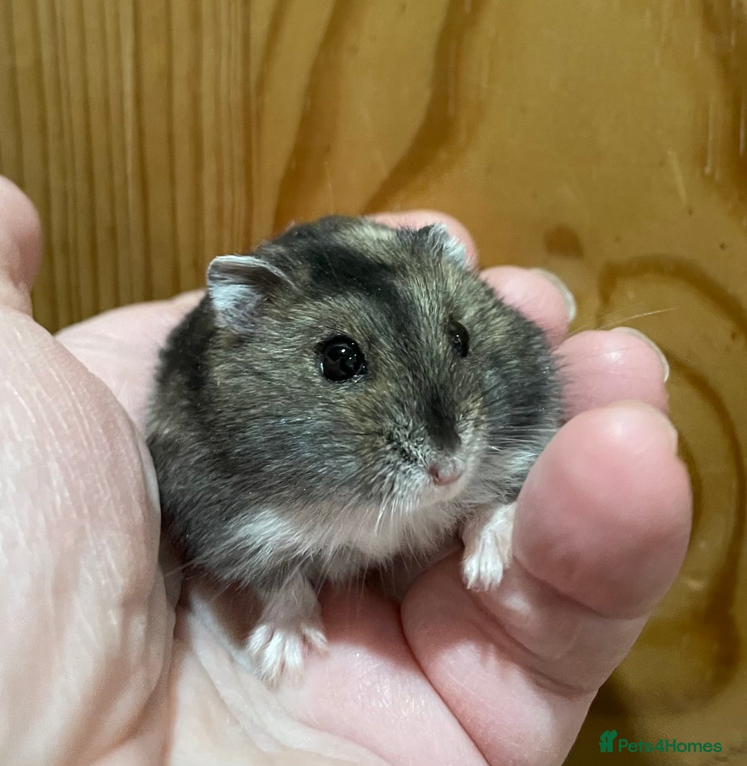 Hamster rodents for sale: Young female Winter White Russian hamster. - Advert 8