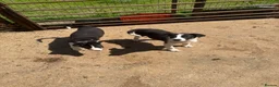 Border Collie dogs for sale: Border collie pups  - Advert 4