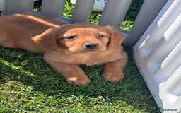 Golden Retriever dogs for sale: Fully health tested kennel club registered puppies - Image 18