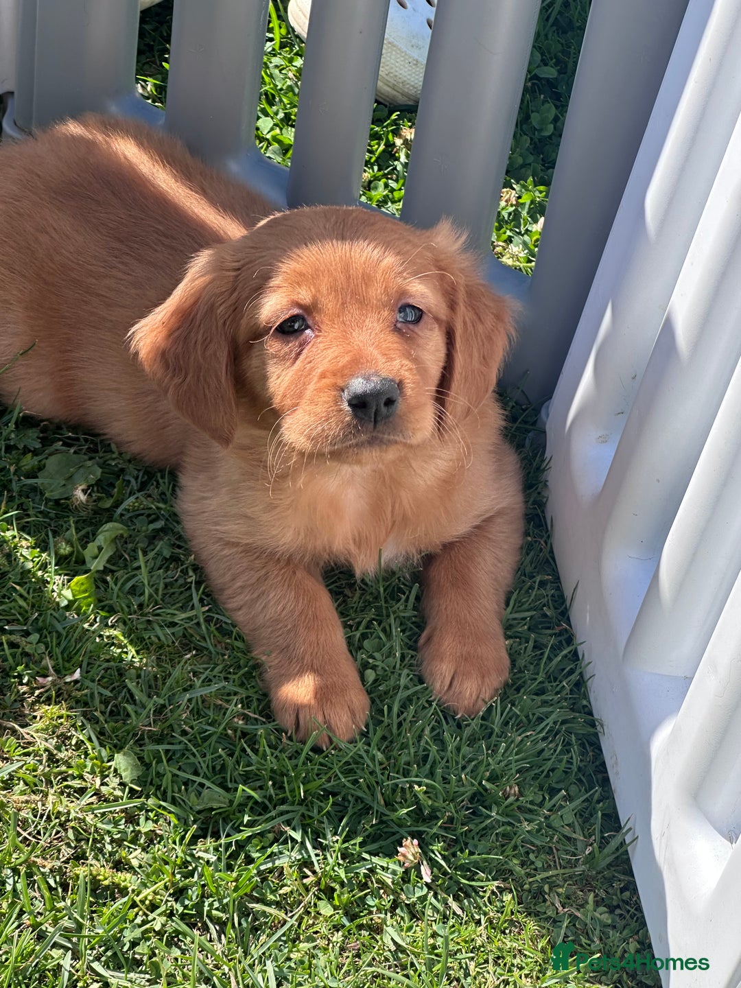 Golden Retriever dogs for sale: Fully health tested kennel club registered puppies - Image 18