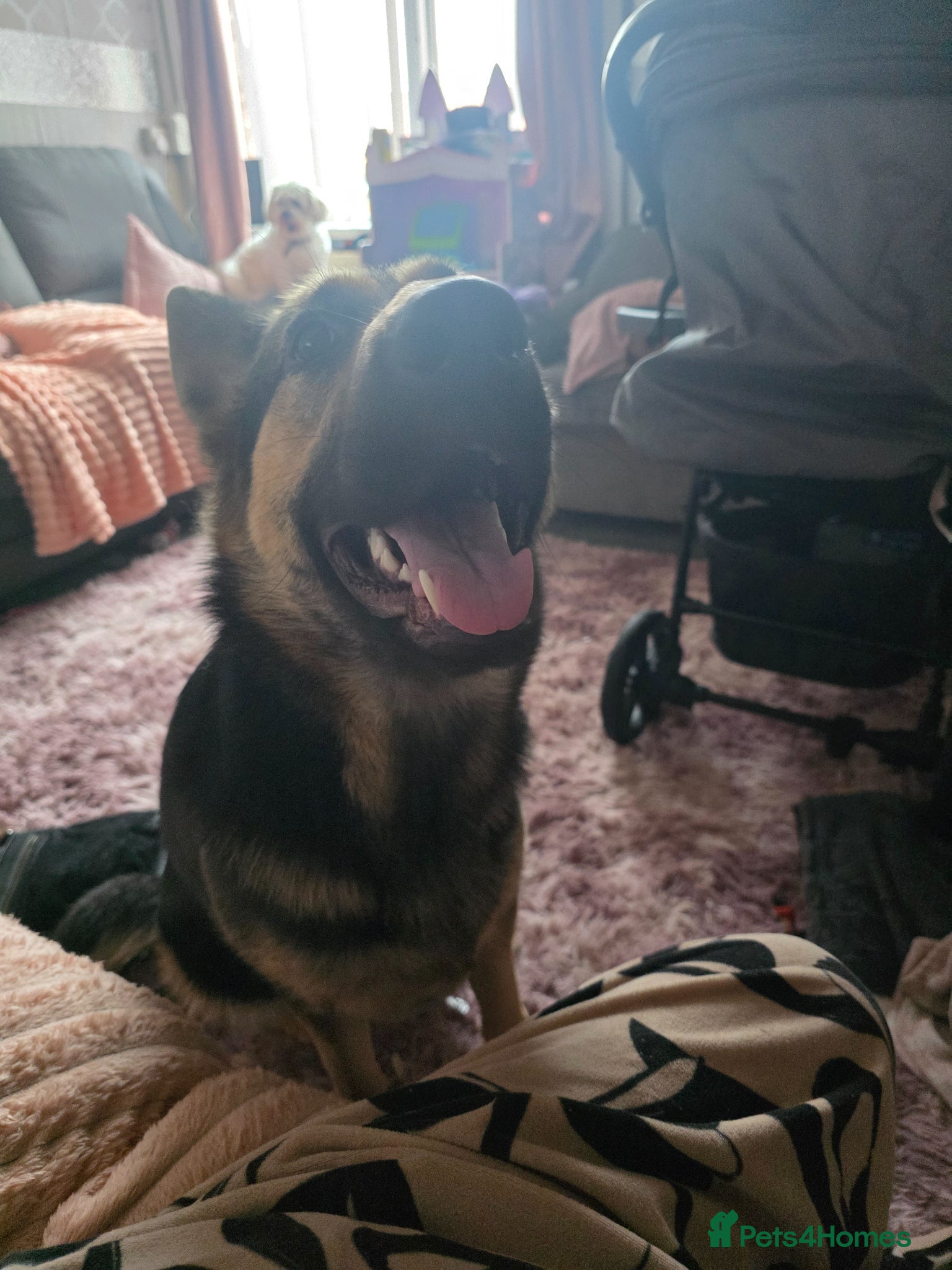 German Shepherd dogs German shepherd to rehome - Advert 15