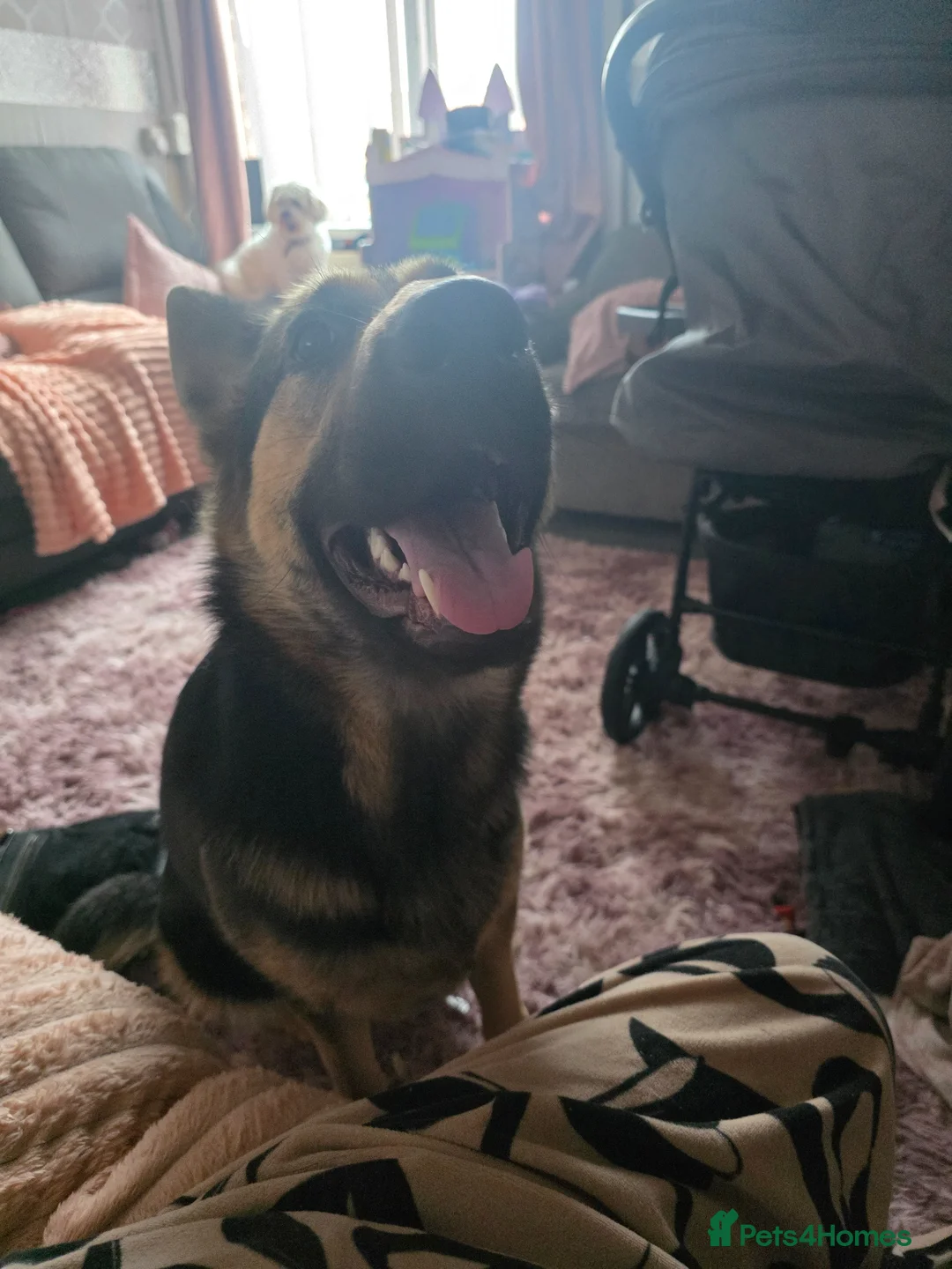 German Shepherd dogs for sale: German shepherd to rehome - Advert 1