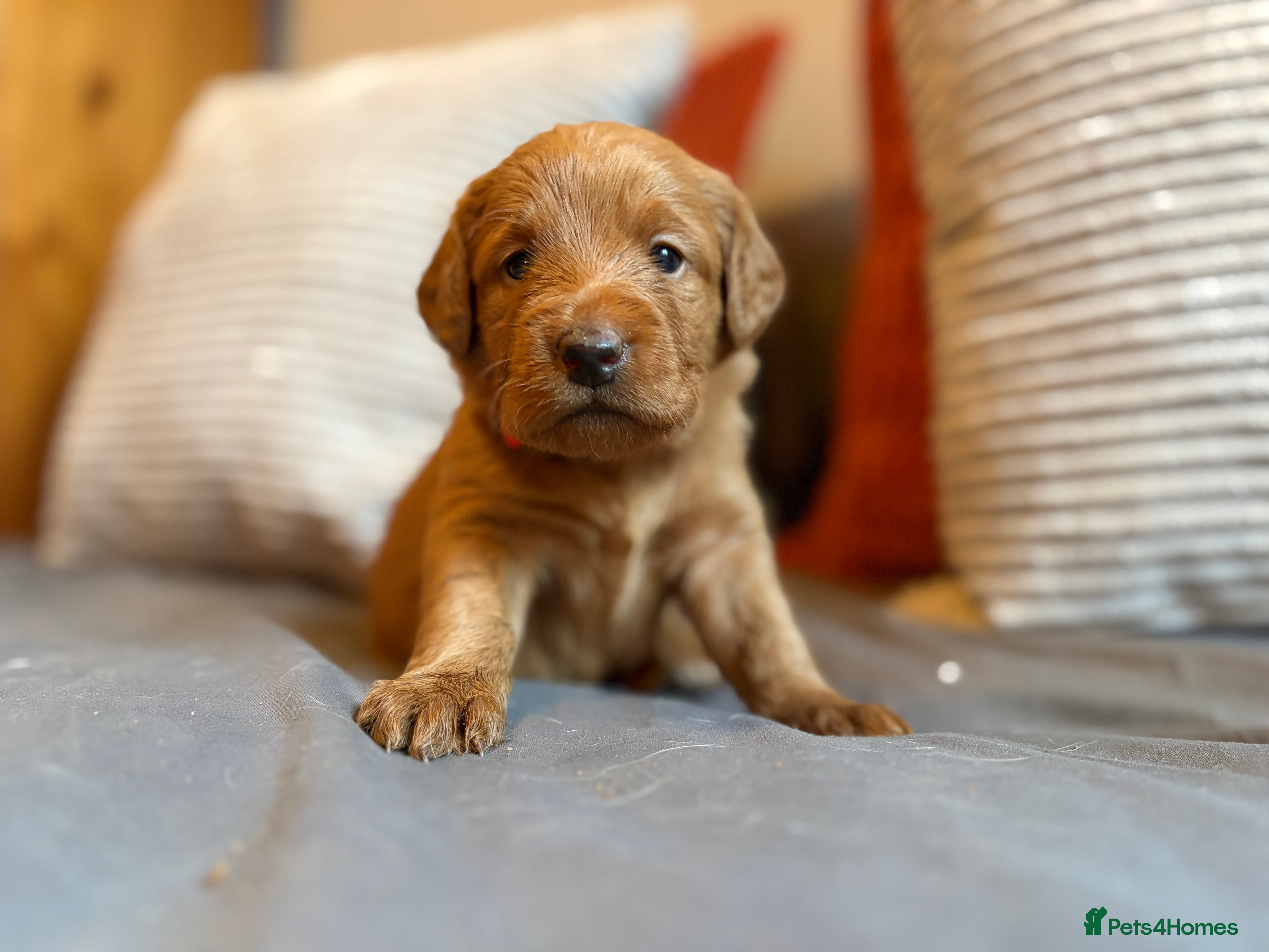 Labradoodle dogs Fox Red F1 Miniature Labradoodles  - Advert 1